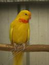 superb parrot (Yellow)